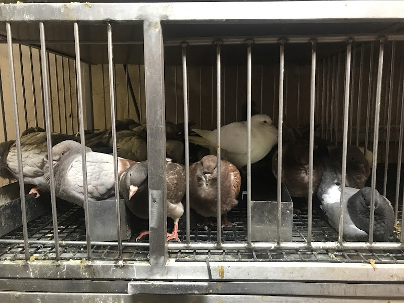 Hempstead Poultry Farms photo 4