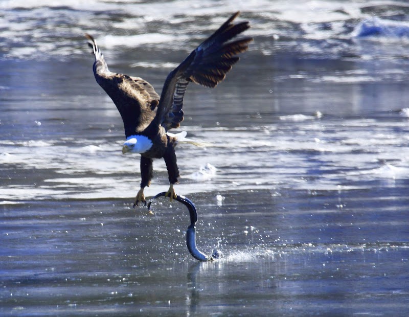 Heron Park photo 5