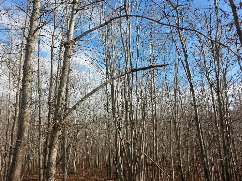 Hither Woods Preserve photo 3