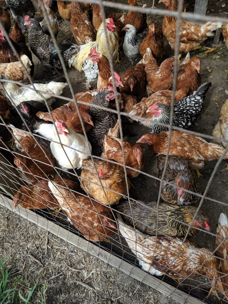 HOG Farm photo 3