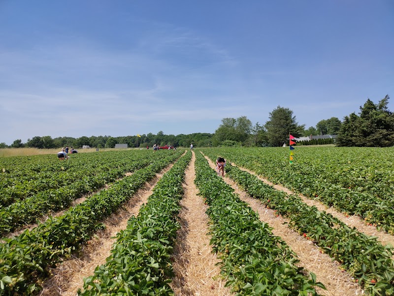 Homestead Farm of Jones Family Farms photo 4