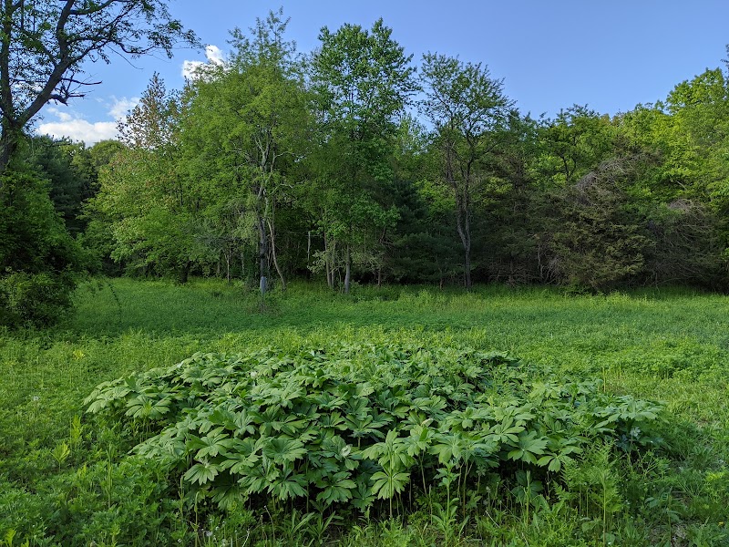 Hope Goddard Iselin Preserve photo 3