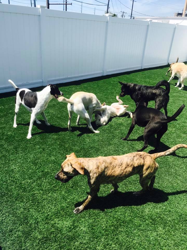 Hounds Town Island Park photo 2