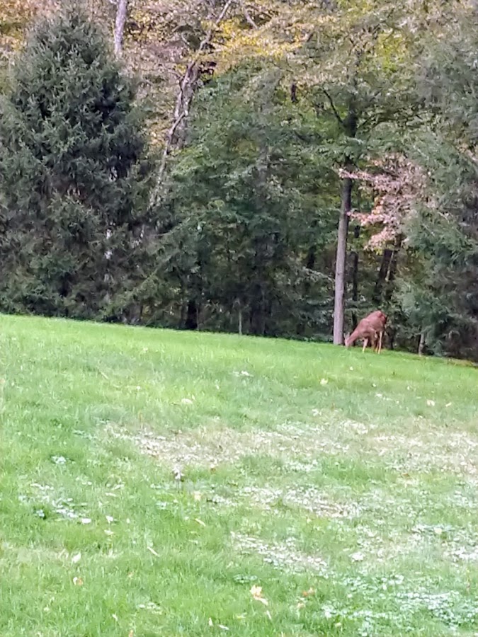 Hunter Brook Preserve photo 5