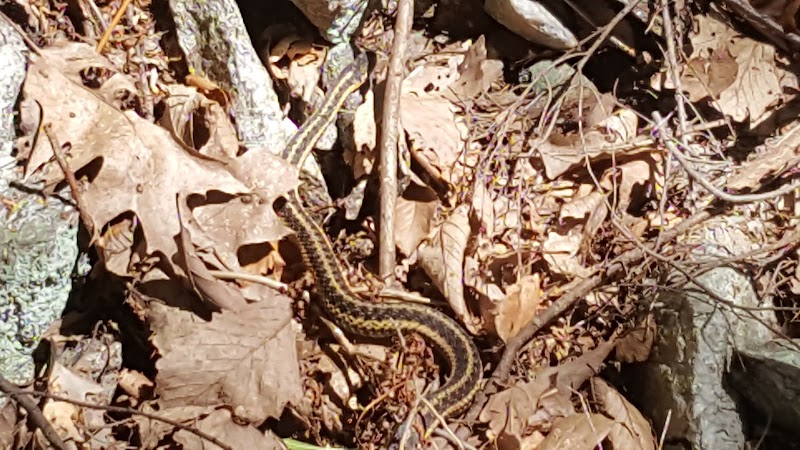 Ives Trail photo 3
