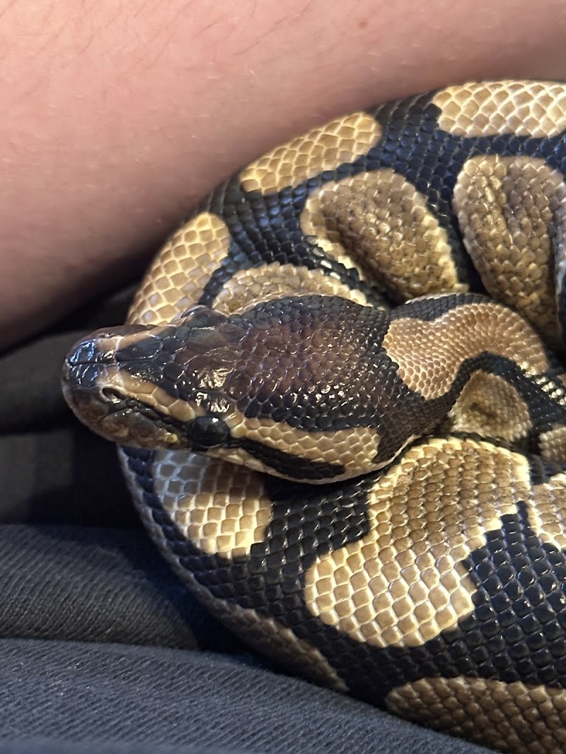 Jungle Bob's Reptile World photo 5