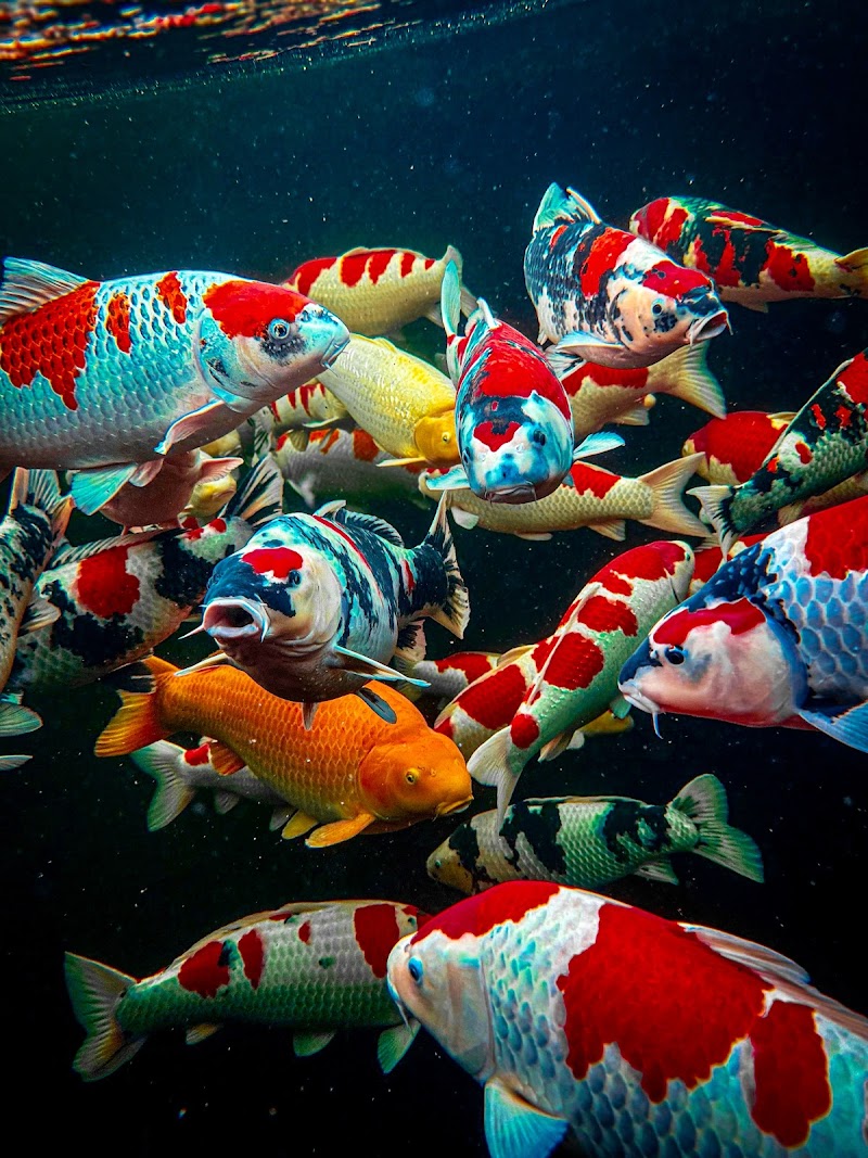 Koi Market Aquatic Nursery photo 2