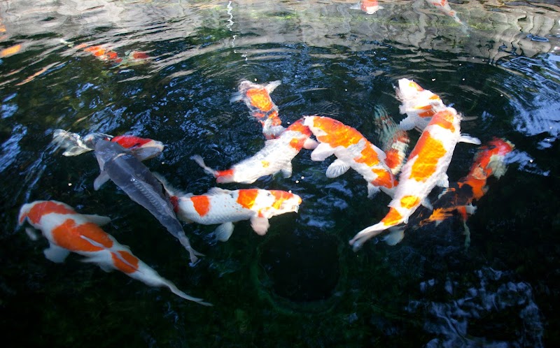 Koi Market Aquatic Nursery photo 5