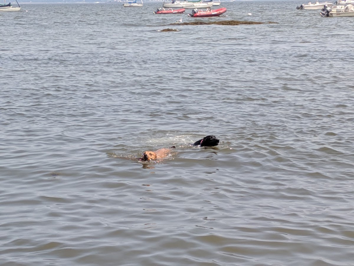 Larchmont Dog Beach photo 3