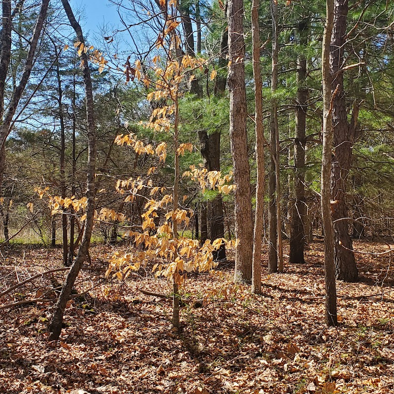Laurel Lake Preserve photo 5