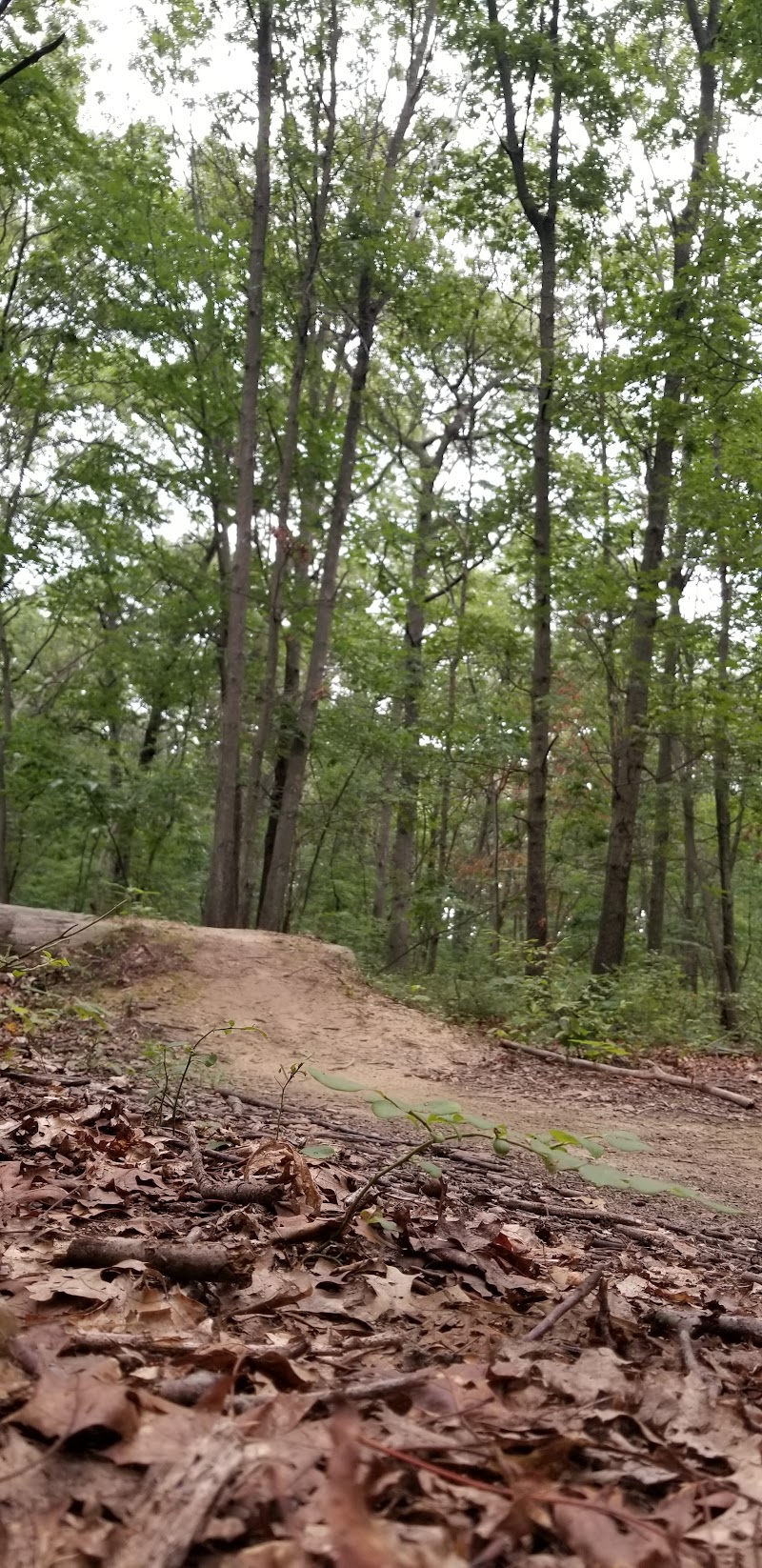 Laurel Ridge Setauket Woods Nature Preserve photo 4