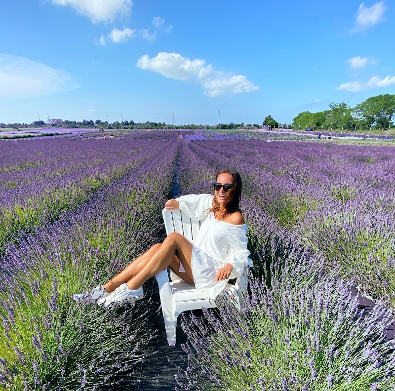 Lavender By The Bay Calverton photo 2