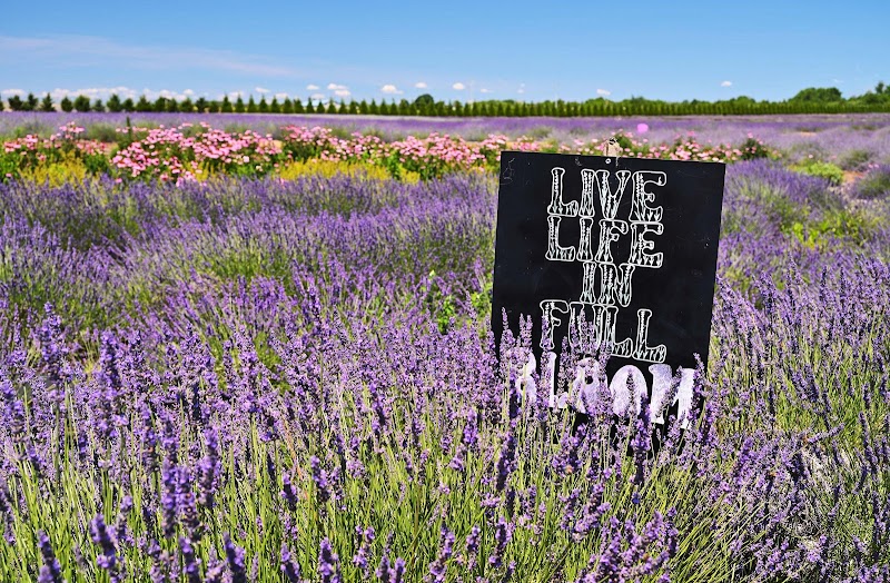 Lavender By The Bay Calverton photo 3