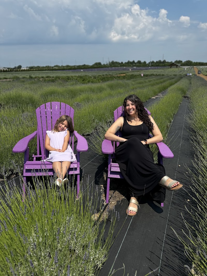 Lavender By The Bay Calverton photo 5