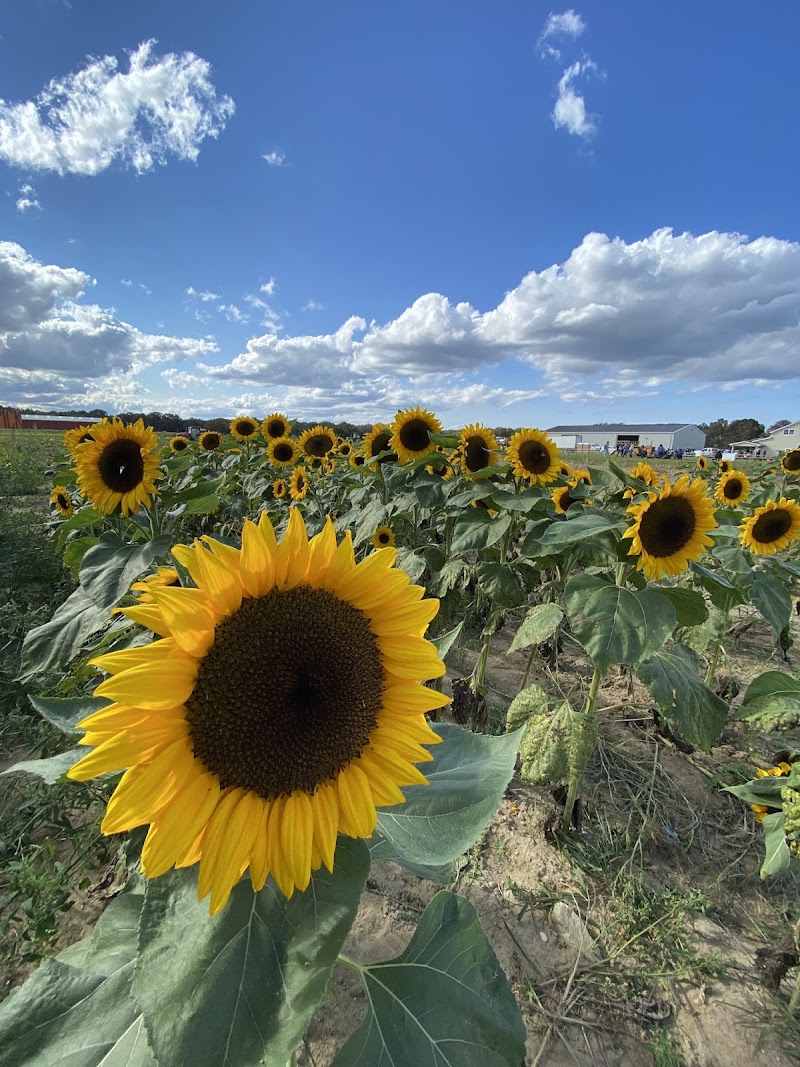 Lenny Bruno Farms