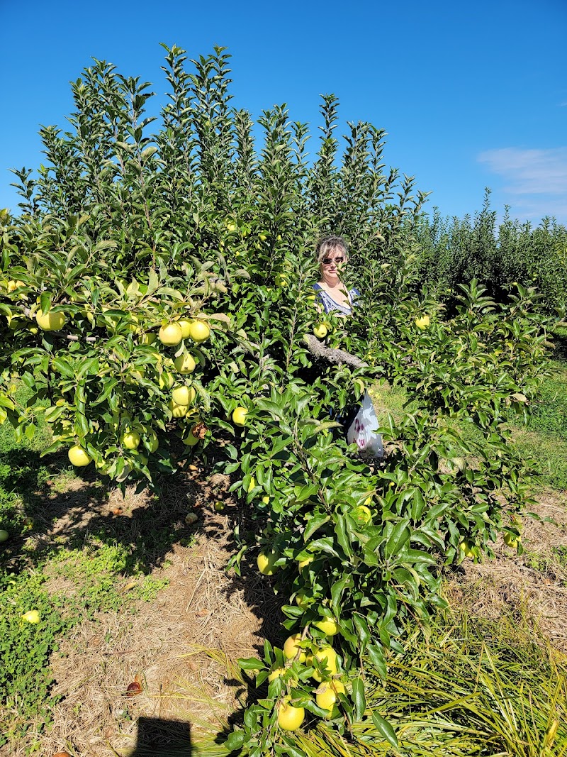 Lewin Farms Apple Picking photo 2