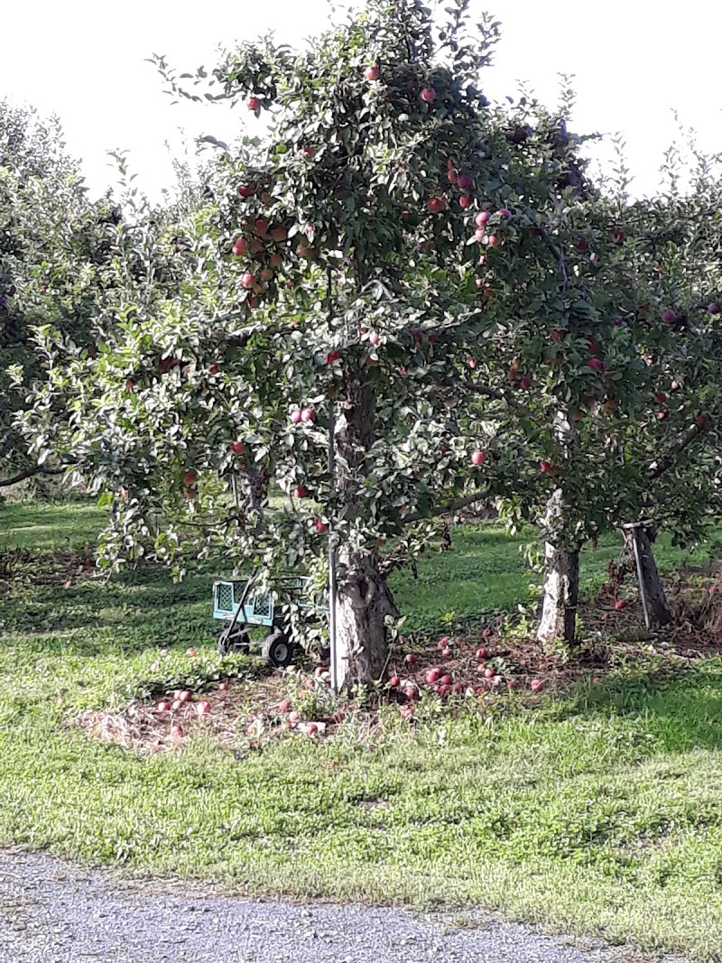 Locust Grove Fruit Farm photo 5