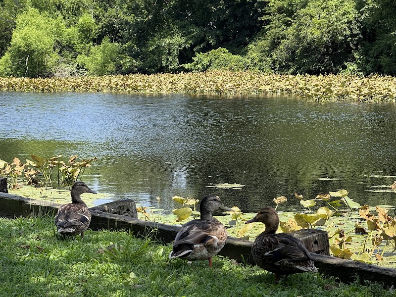 Lofts Pond Park photo 4