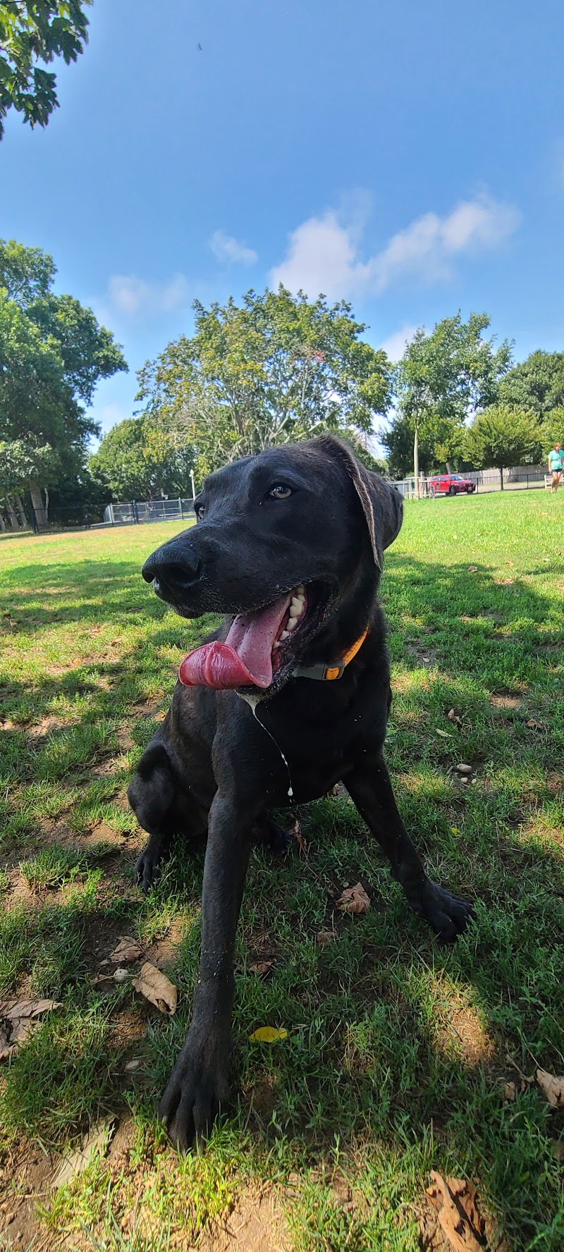 Lola Prentice Memorial Dog Park photo 4