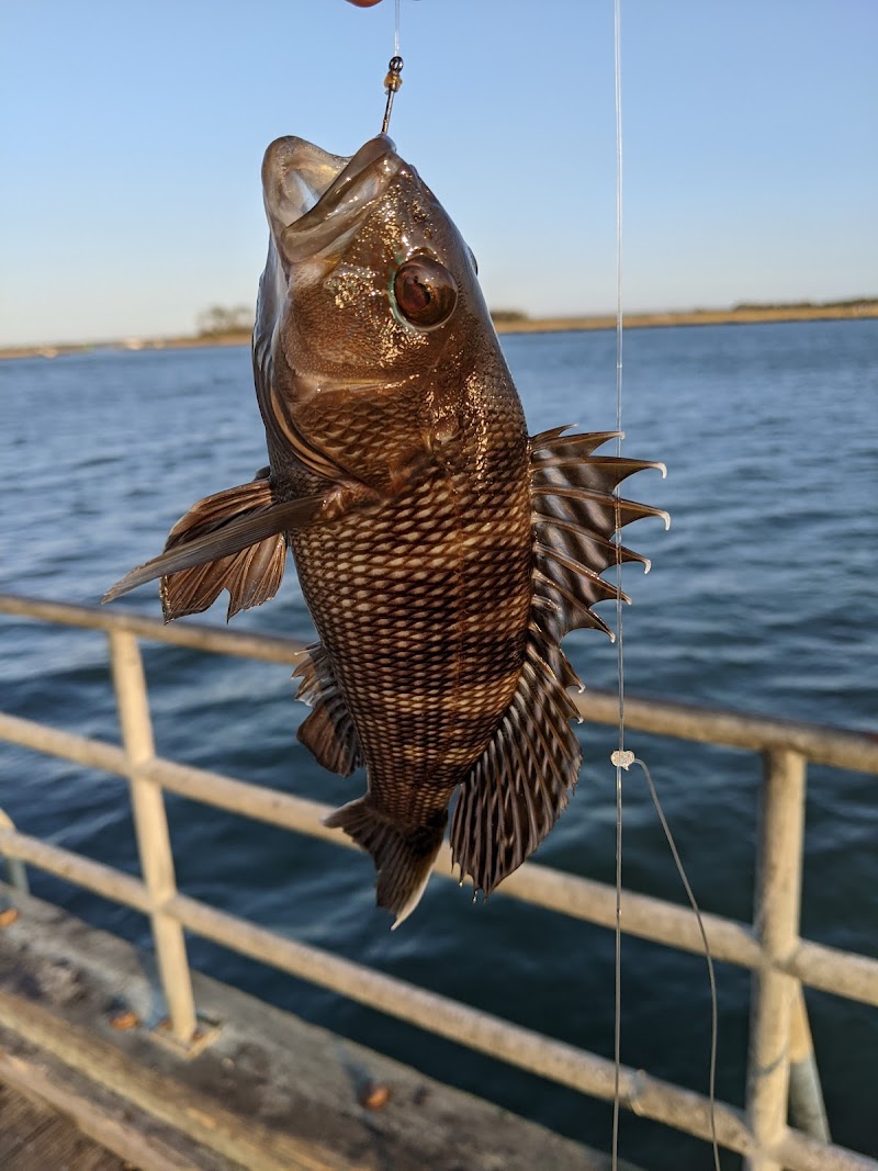 Long Beach Municipal Fishing Pier photo 5