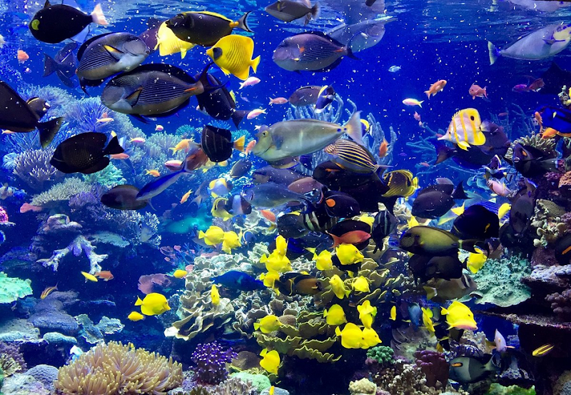 Long Island Aquarium photo 4