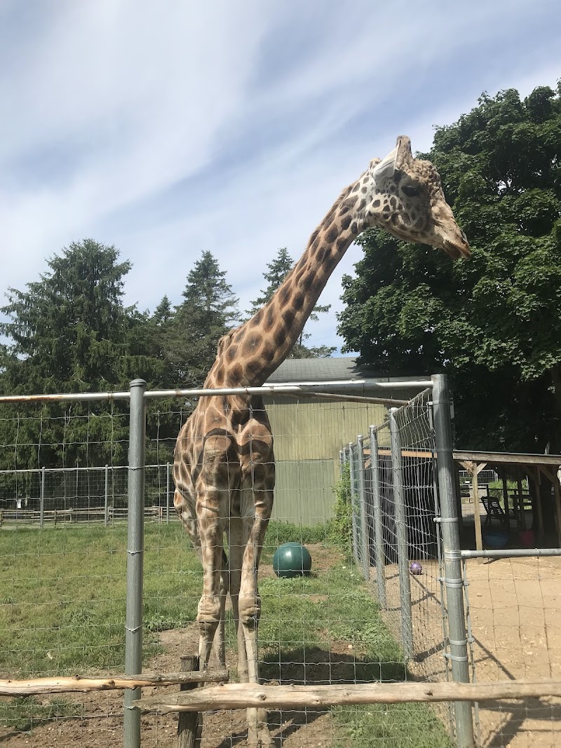 Long Island Game Farm Wildlife Park photo 2