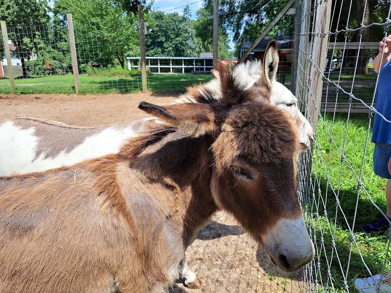 Long Island Game Farm Wildlife Park photo 4