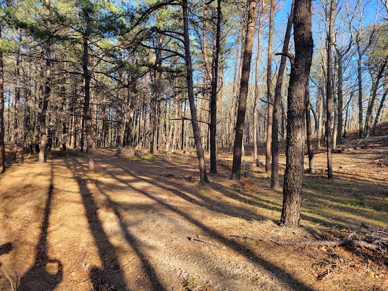 Long Island State Pine Barrens Preserve photo 1