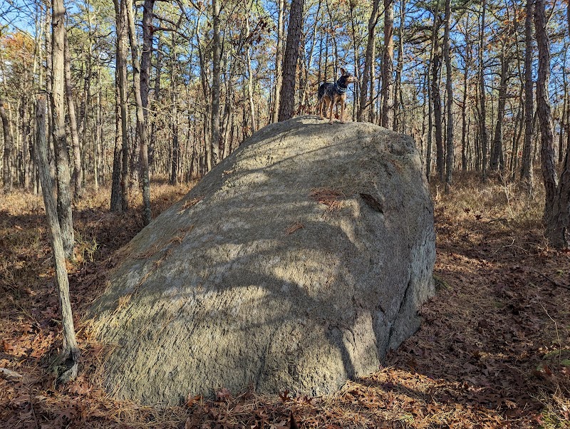 Long Island State Pine Barrens Preserve photo 2