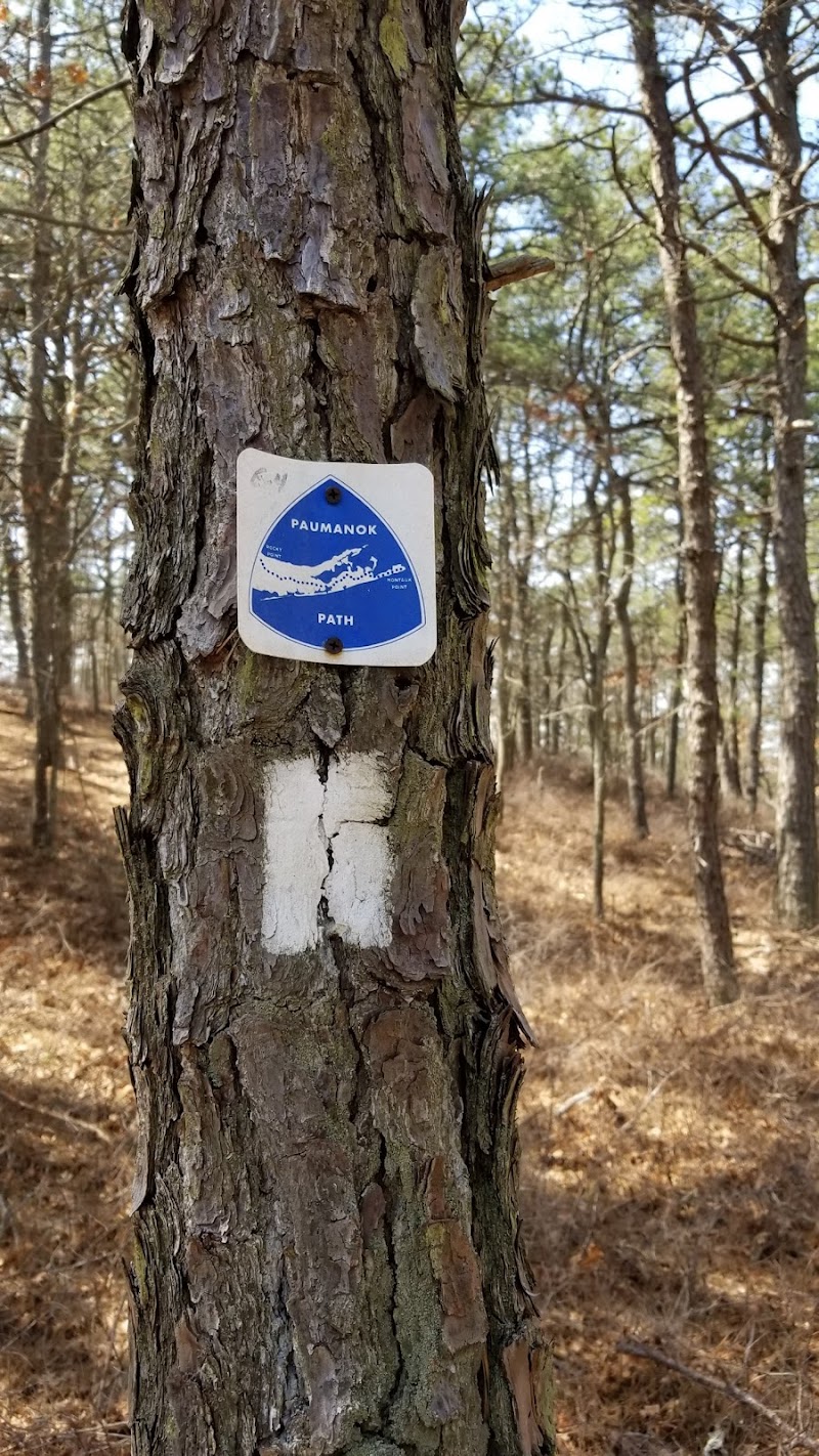 Long Island State Pine Barrens Preserve photo 3