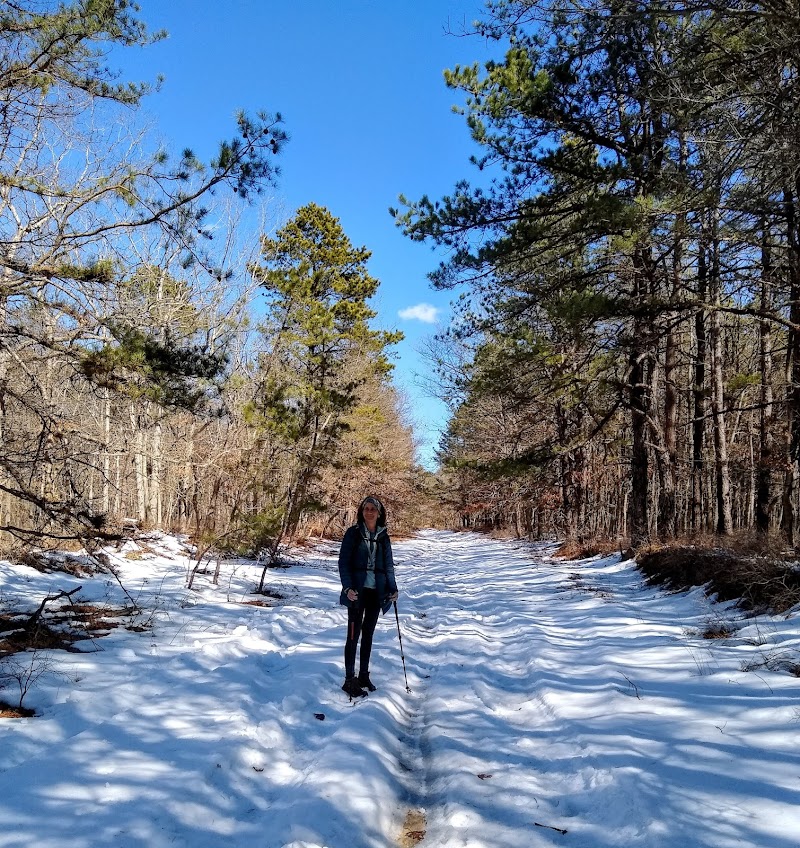 Long Island State Pine Barrens Preserve photo 5
