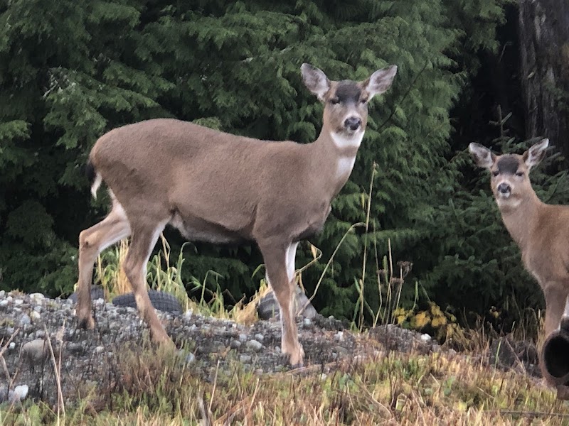 Loomacres Wildlife Management photo 2