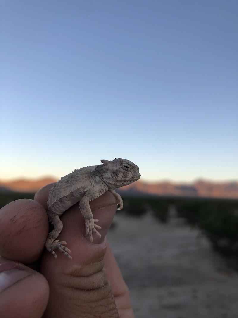 Loomacres Wildlife Management photo 4