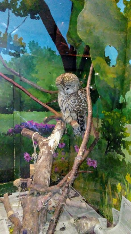 Lutz Children's Museum photo 3