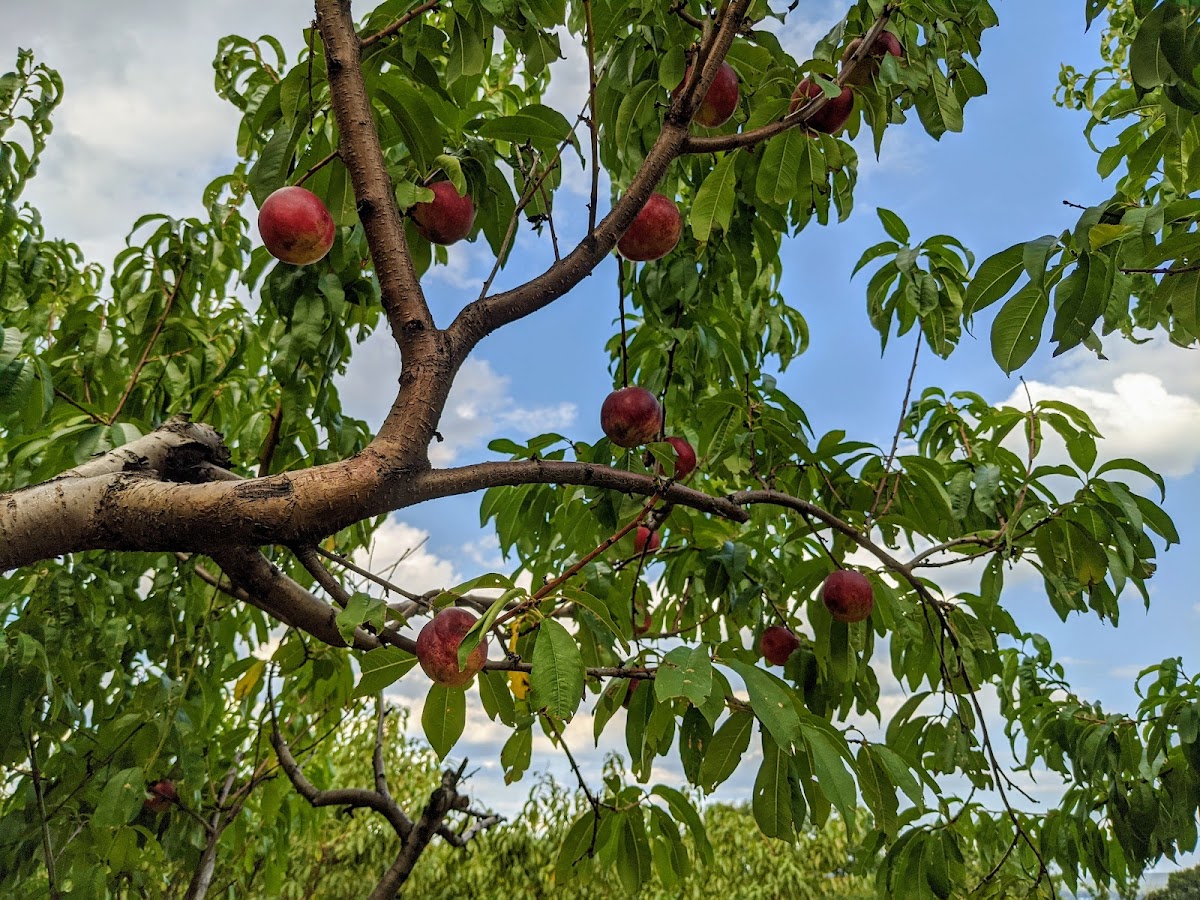 Lyman Orchards photo 1