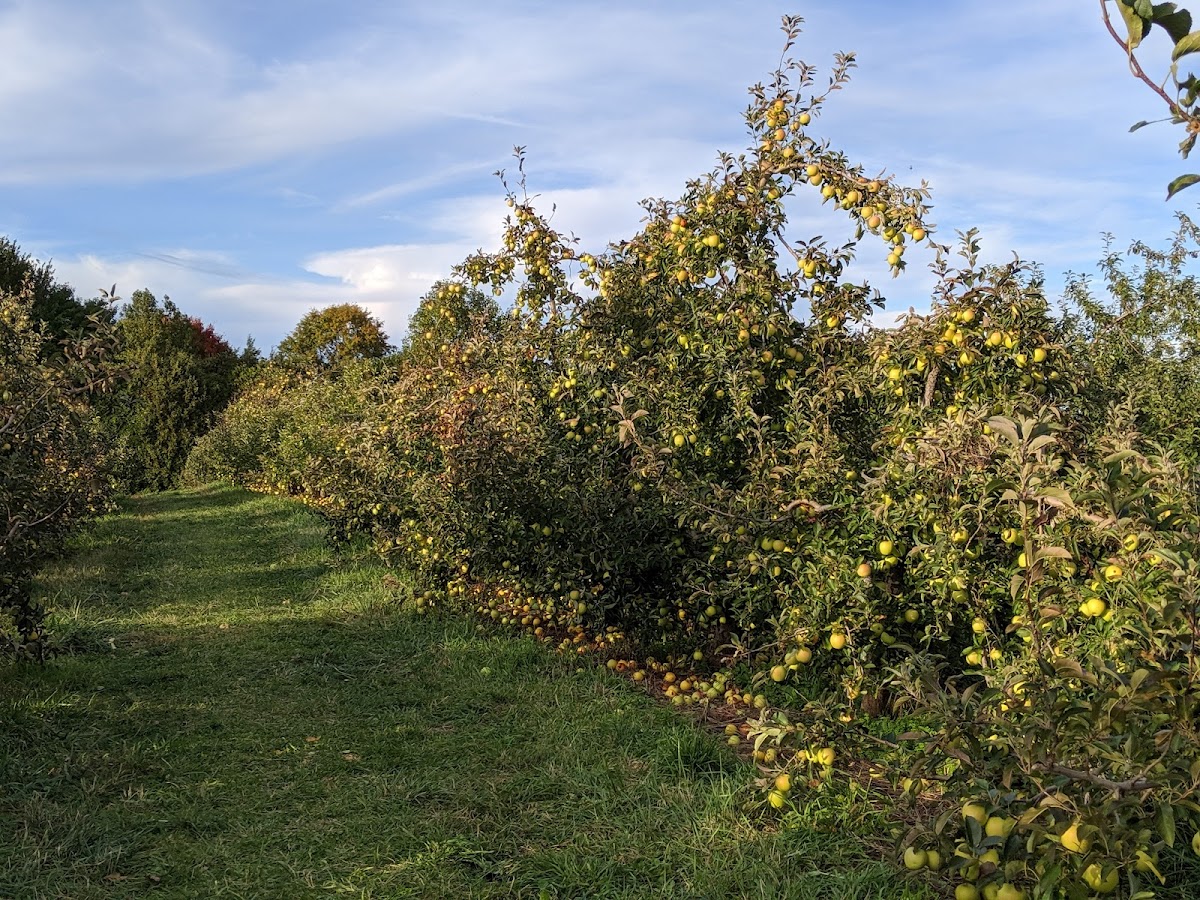 Lyman Orchards photo 3