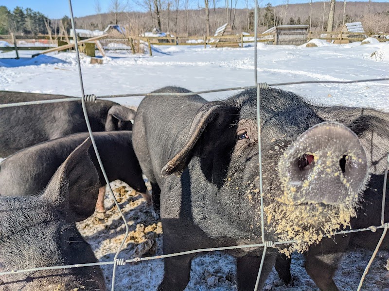 Majestic Farm photo 4
