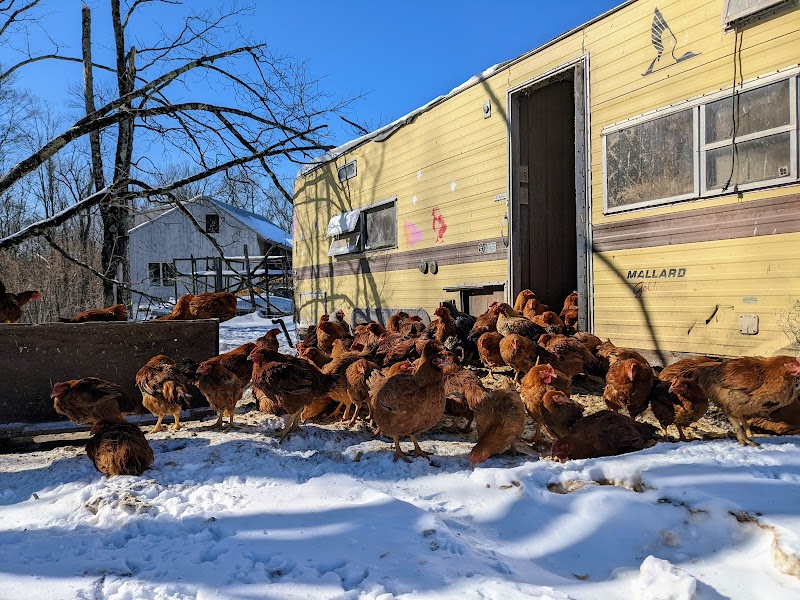 Majestic Farm photo 5