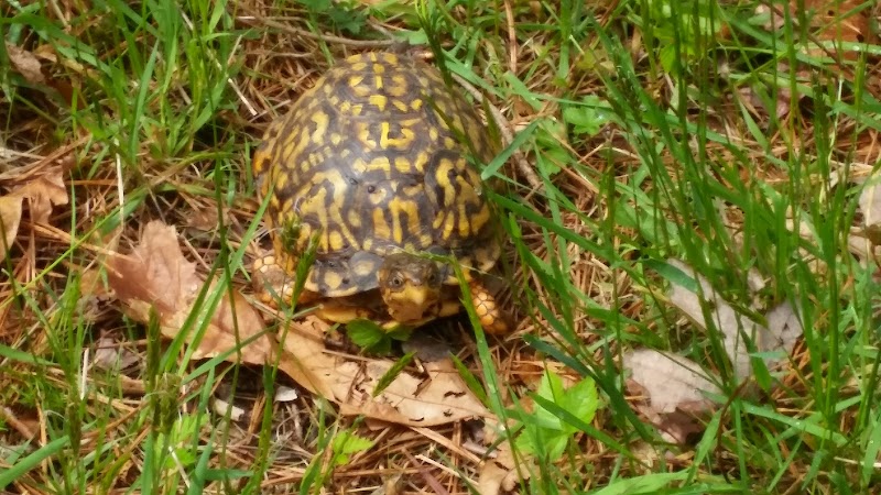 Manorville Hills County Park photo 4
