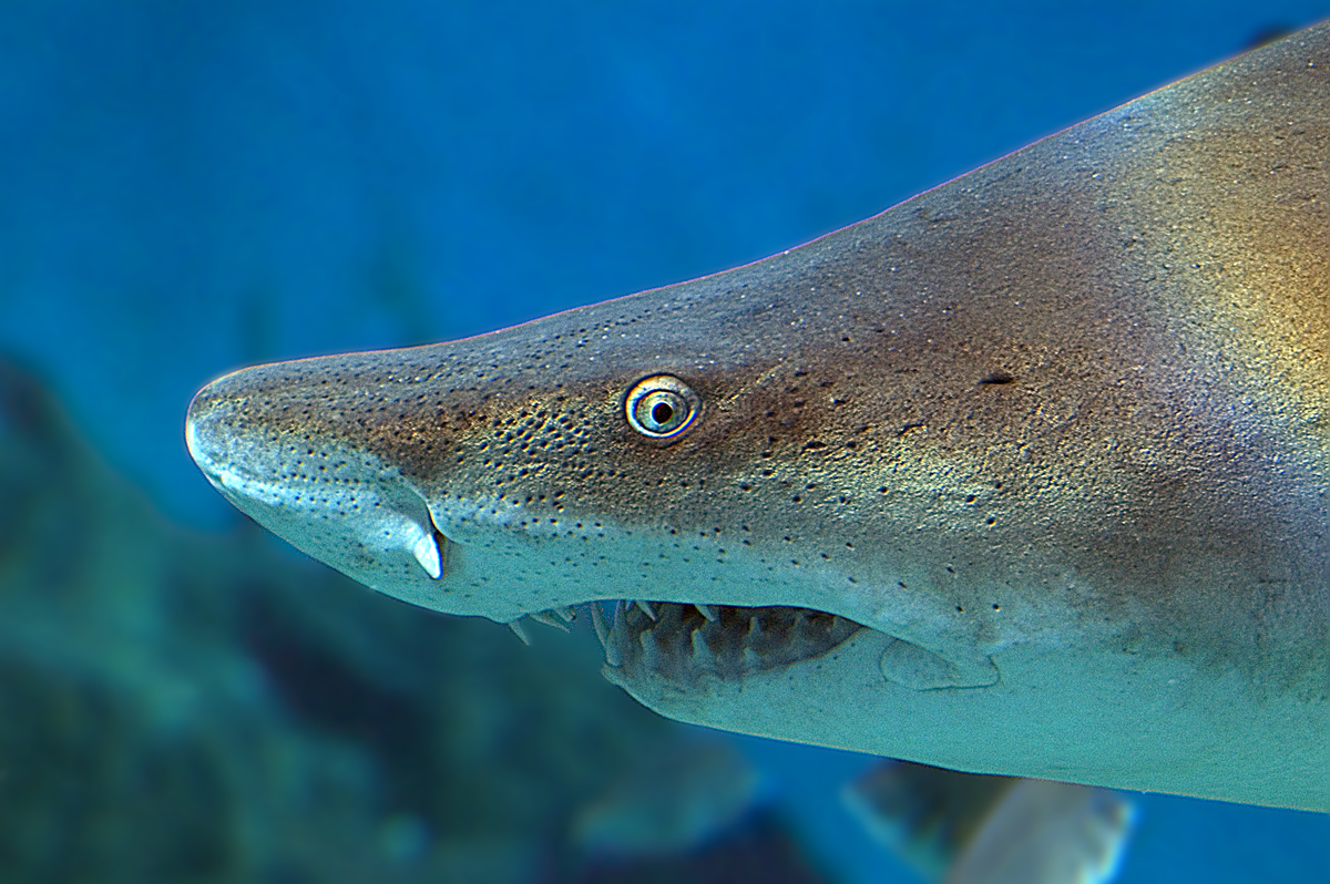 The Maritime Aquarium at Norwalk photo 1