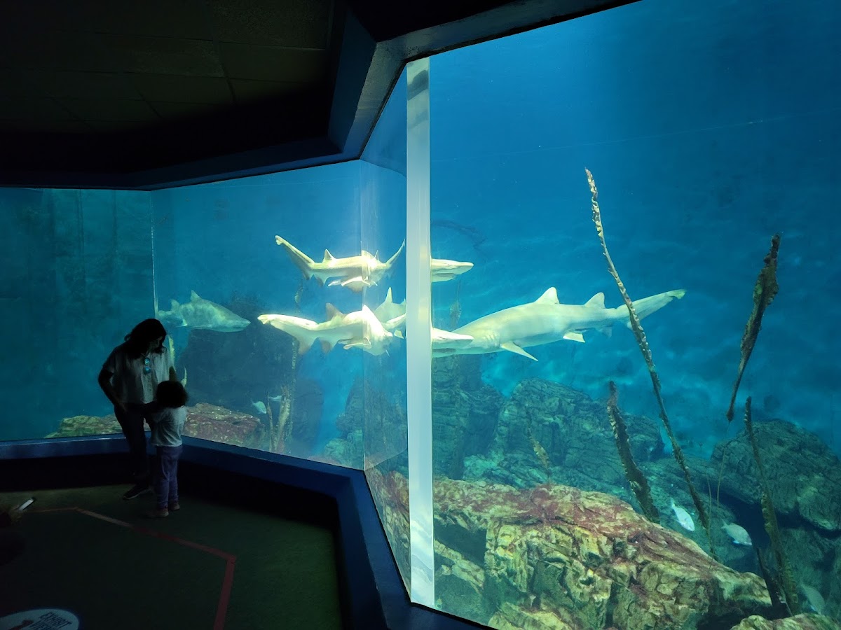 The Maritime Aquarium at Norwalk photo 2