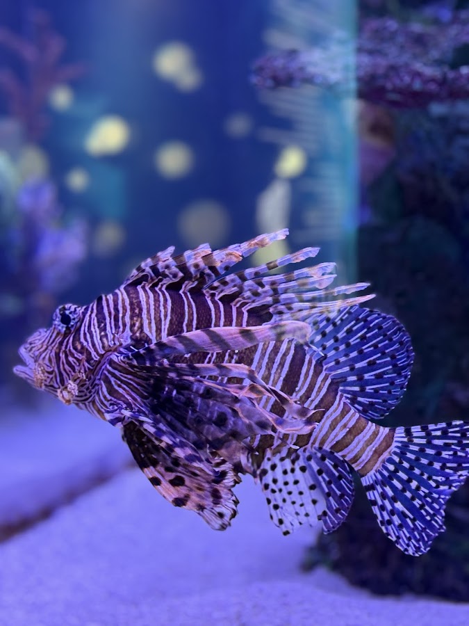 The Maritime Aquarium at Norwalk photo 3