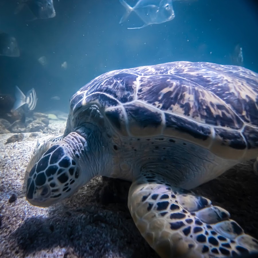 The Maritime Aquarium at Norwalk photo 5