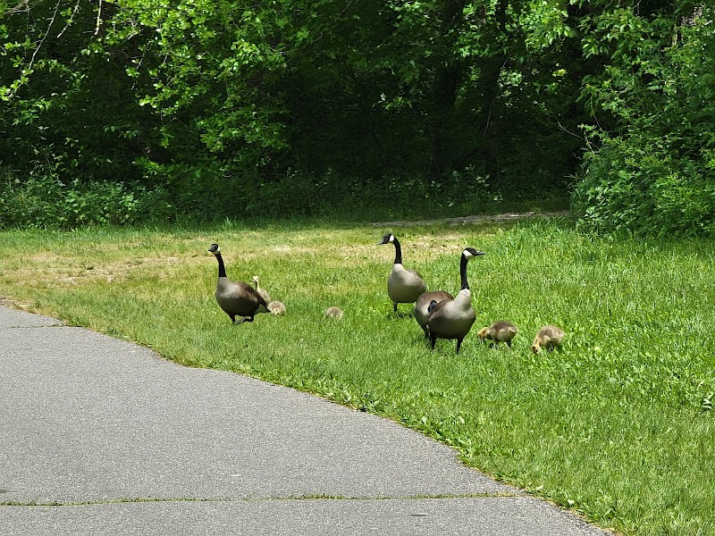Massapequa Park photo 4