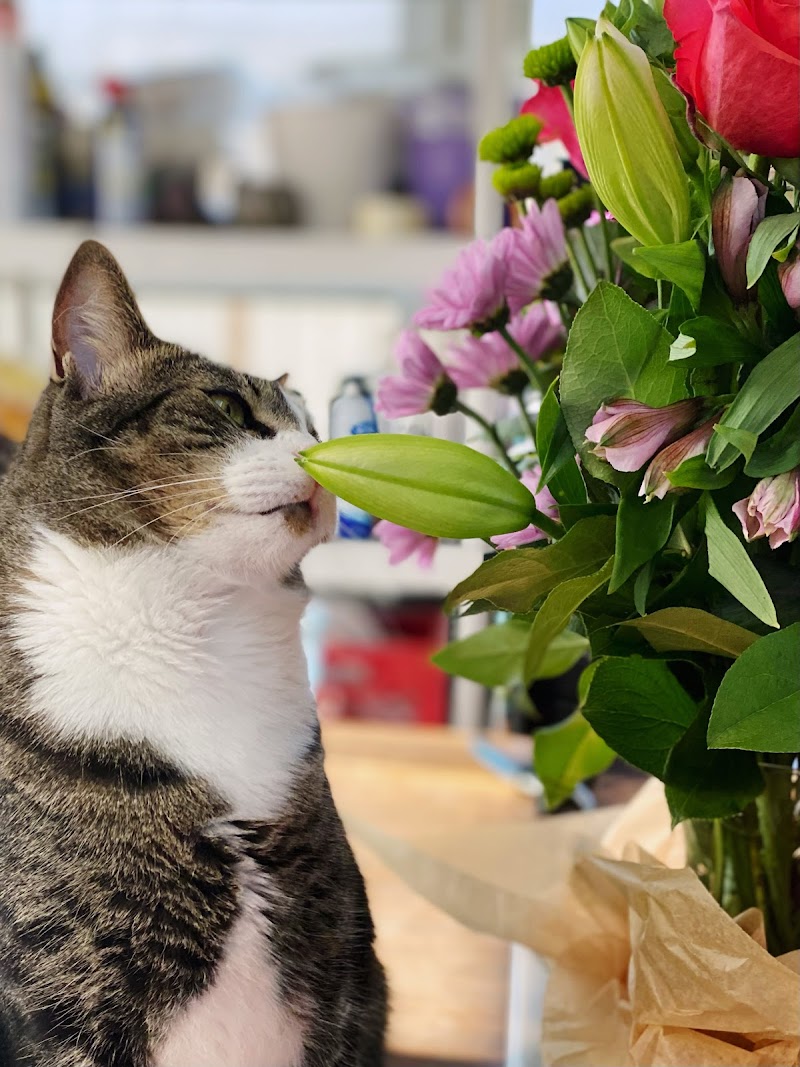Mattituck Florist photo 3