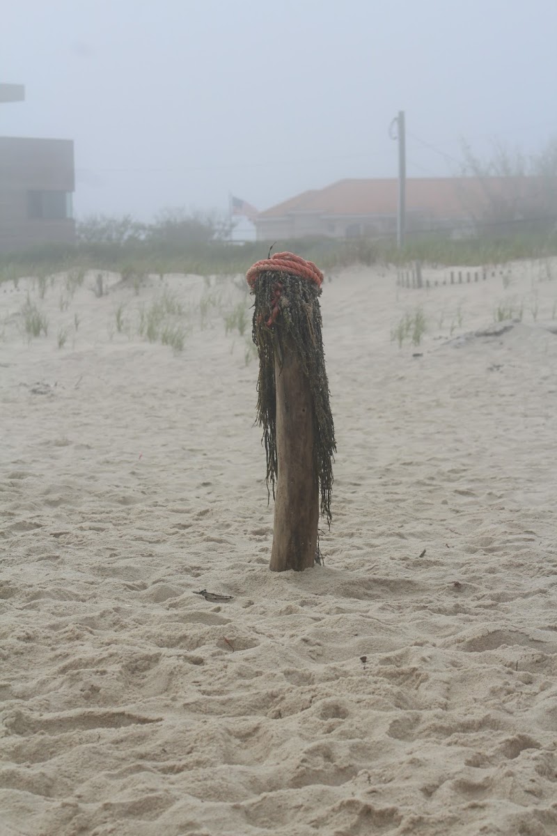 Mecox Beach photo 3