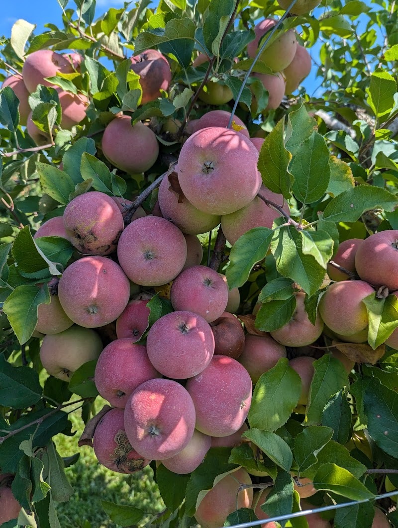 Middlefield Orchard photo 5