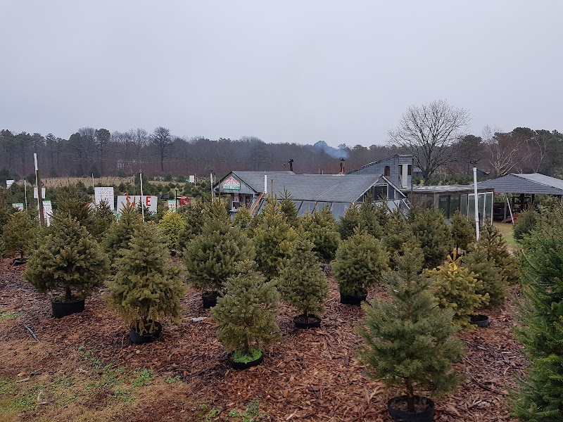Mike's Christmas Tree Farm photo 2