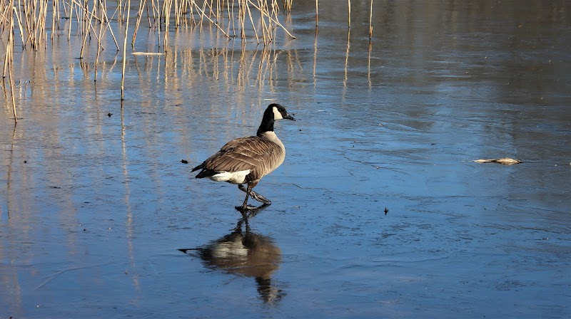 Mill Pond Park and Adam D Rand Memorial Trail photo 4