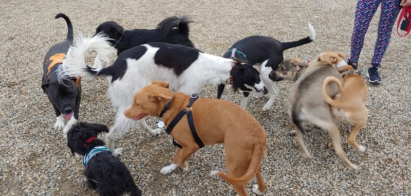 Mill River Bark Park photo 2
